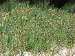 Image result for Sporobolus natalensis