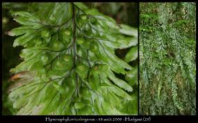 Image result for Hymenophyllum tunbridgense