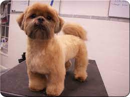 This cut is still suitable for summer, but it has a slightly softer and more feminine appearance. Shih Tzu With Dry Flaky Skin Shih Tzu Haircuts Shih Tzu Grooming Shih Tzu Puppy