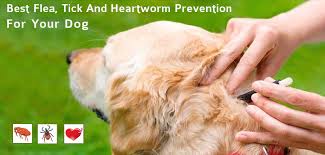 Choose The Best Flea Tick And Heartworm Prevention For Dogs
