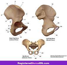 Pelvic girdle anatomy labeled : Pelvis Anatomy Quiz