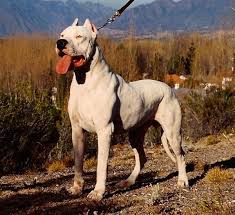 dog files fact argentine dogo dog files