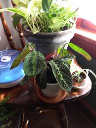 We did not find results for: Droopy Prayer Plant He Has Rocks In The Bottom Of His Pot I Was Worried About Root Rot So I Did A Hydrogen Peroxide Wash About 3 Days Ago And Have Been