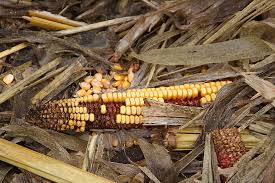 Aspan subscribe channel rajawali mitra musik provided to ruclip by musicyes uk jagung rebus · maya jasika jagung rebus ℗ 2018. Panen Musim Gugur Oktober Makanan Jagung Makanan Dan Minuman Sayur Mayur Makan Sehat Jagung Rebus Kesegaran Pxfuel