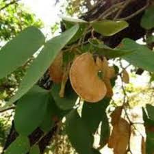 Image result for Colophospermum