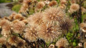 Here you may to know how to collect mum seeds. Collecting And Storing Seeds Finegardening