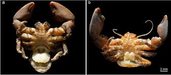 Image result for Rhaphiostylis