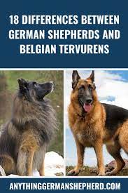 18 Differences Between German Shepherds And Belgian Tervurens German Shepherd German Shepherd Facts German Shepherd Breeds