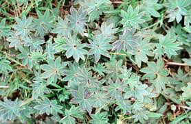 Image result for Alchemilla johnstonii