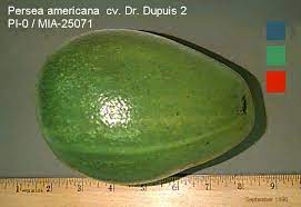 The flavour is quite intense and the flesh is very creamy, perfect for guacamole. Avocado Florida