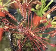 Image result for Seddera capensis