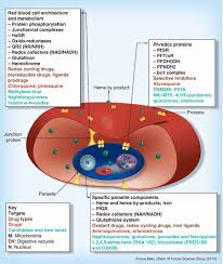And get $40 credit here. Targeting The Redox Metabolism Of Plasmodium Falciparum Future Medicinal Chemistry