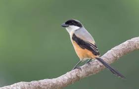 We did not find results for: Burung Cendet Jenis Makanan Dan Cara Membedakan Kelaminnya