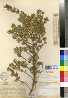 Image result for Sclerochiton ilicifolius