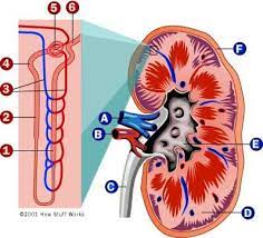 How Your Kidneys Work Human Anatomy And Physiology Physiology Nurse Study Notes