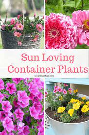 As container plants, they do best when planted in rich soil and kept moist but not soggy. Container Plants For Full Sun