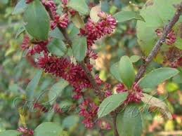 Image result for Myrsine africana