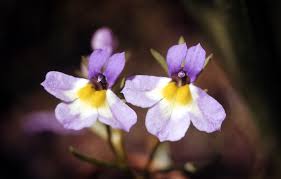 Image result for Hartliella