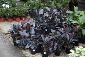 Check spelling or type a new query. Rubber Fig Ficus Elastica Plant Profile Oxley Nursery Brisbane
