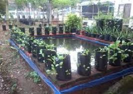 Contohnya untuk kolam terpal berukuran panjang 4 meter, lebar 2 meter, dan tinggi 1 meter maka sebaiknya kolam diisi air setinggi 50 hingga 75 cm. Tips Mudah Cara Budidaya Ikan Gurame Di Kolam Kecil Pusat Ikan Koi