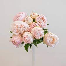 Maybe you would like to learn more about one of these? 10 Stems Of Light Pink Peony Cut Flower Plaza Hollandi