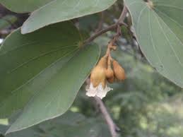 Image result for Piliostigma thonningii