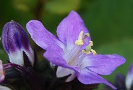 Image result for Wigandia urens