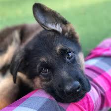 Como es común en perros grandes, esta raza suele padecer displasia de cadera. 16 Lindos Perros Pastores Alemanes Y Cachorros Como Crear Un Hogar Feliz Para Tu Mascota