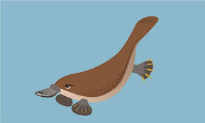 Platypus Character Design For Magnificent Itch S Psa Campaign Tuggerah Lakes Https Www Behance Net Portf Character Design Animal Illustration Illustration