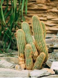The cactus community on reddit. What Is A Peanut Cactus How To Grow Chamaecereus Cactus Plants