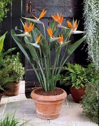 Giant Bird Of Paradise In Pots Ave Del Paraiso Plantas De Invierno Plantas Jardin Jardines Tropicales