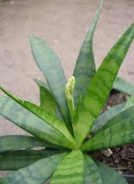 Image result for Sansevieria dooneri