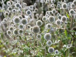 Image result for globe thistle