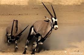 The following 5 pages are in this category, out of 5 total. Horned African Animals Crossword Clue Animals With Horns Animals Animals Wild