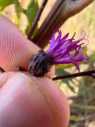 Image result for Vernonia suprafastigiata