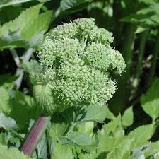 Image result for Angelica