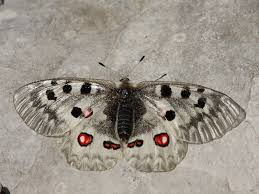 Image result for Parnassius apollo
