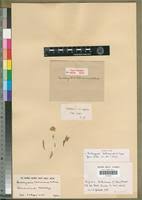 Image result for Hirpicium bechuanense