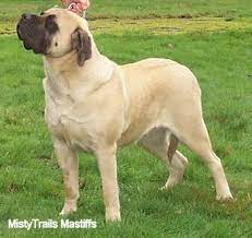 My cane corso female weighs 77 pounds, still a puppy, eats only 3 cups a day. English Mastiff Dog Breed Information And Pictures