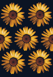 Cute aesthetic wallpapers sunflower wallpapershit. Sunflower Wallpapers 4k Hd Sunflower Backgrounds On Wallpaperbat