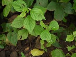 Image result for Sida serratifolia