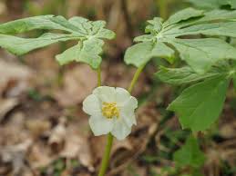 Image result for Podophyllum  peltatum