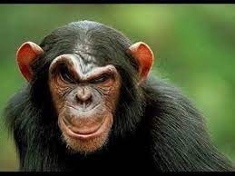 Pin On Monkeys Funny