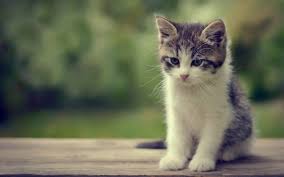 The best cat stories, cat videos and cat pictures daily, plus cat food, cat care & cat health tips and click to see the very best of this week's great pictures of cats and kittens from our facebook page. Kittens Kitten Cat Cats Baby Cute S Wallpapers Hd Desktop And Mobile Backgrounds