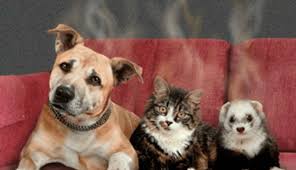 Levoit air purifier for home large room with h13 true hepa filter, air cleaner for allergies and pets, smokers,. Best Air Purifier For Pets Get Rid Of Awful Pet Odors Doggie Woof