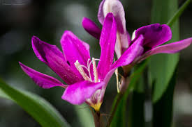 Sparaxis Grandiflora Ssp Grandiflora 02 Macro Photos My Flower Purple Flowers