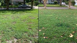 Sunday lawn care is a subscription program that offers lawn fertilizers. Sunday Lawn Care Review Simple Nontoxic Treatments Reviewed