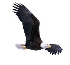 Eagle Skull Eagle Bird Png