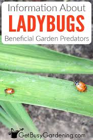Ladybugs are an organic gardeners best friend, ridding the garden of destructive insects. All About Ladybugs Why They Re Good For Your Garden Get Busy Gardening