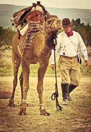 It depends if the camel is own because some people use camels to travel and the people usually travel with lots of camels and sometimes with just one. History Of Camels In The Us Desert Farms